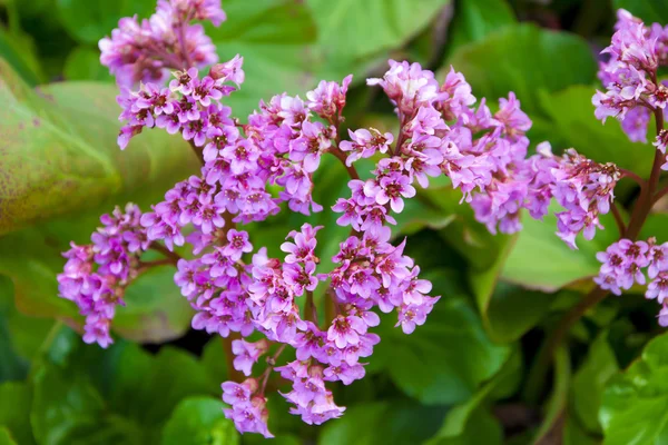Bergenia Crassifolia bahçede.