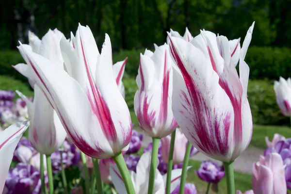 Tulipas brancas com listras rosa — Fotografia de Stock