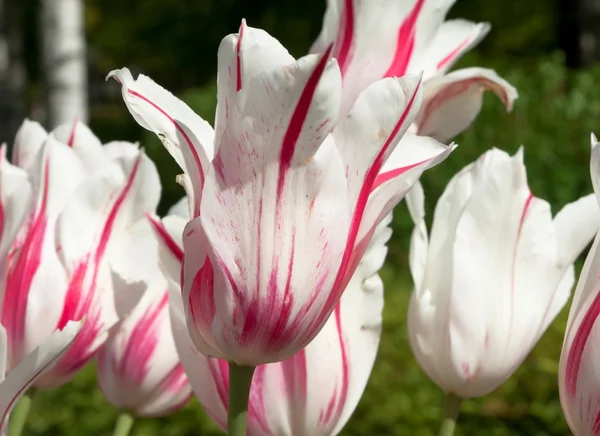 White tulips with pink stripes — Stock Photo, Image