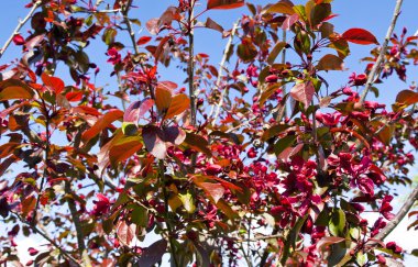 Bahçede kiraz kırmızı çiçek