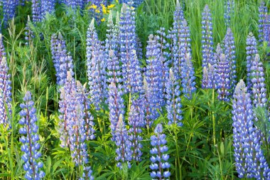 Lupines alanı