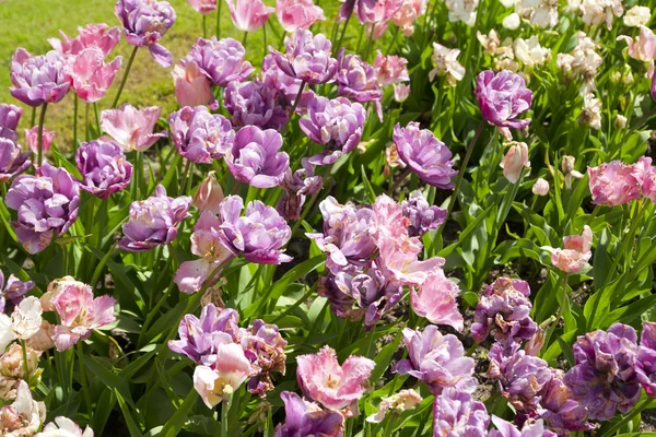 Flowerbed with pink tulips — Stock Photo, Image
