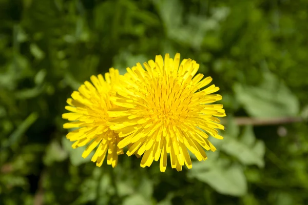 Pissenlits jaunes en fleurs — Photo