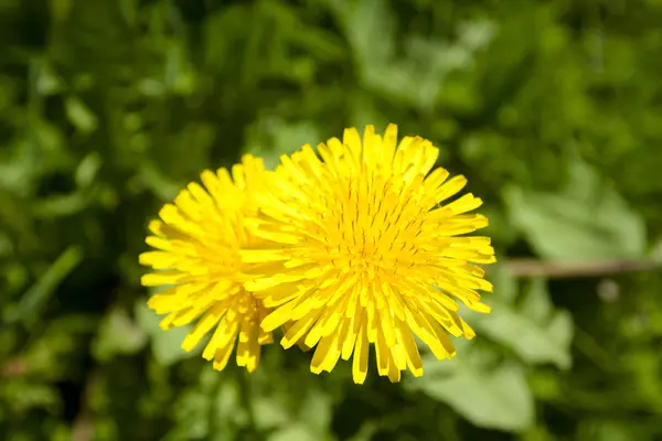 Pissenlits jaunes en fleurs — Photo