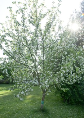 Mavi gökyüzü arka plan üzerinde elma çiçeği