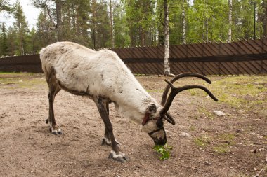 Ren geyiği Lapland, Finlandiya