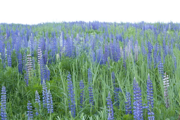 Field of lupines — Stock Photo, Image