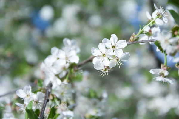 Apple blossom on blue sky background — Stock Photo, Image