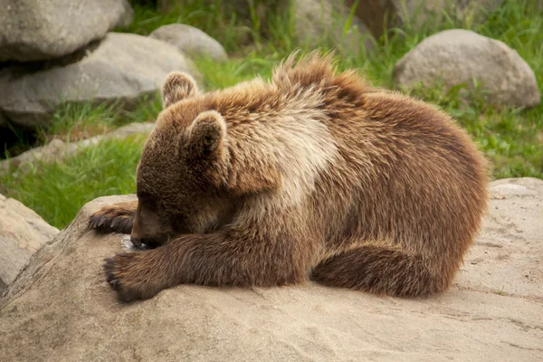 Бурый медведь лежит на камне — стоковое фото