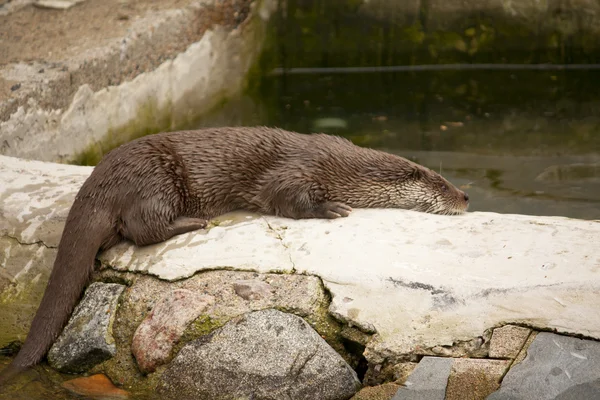 Bisamratte stieg aus dem Wasser und lag auf Felsen — Stockfoto