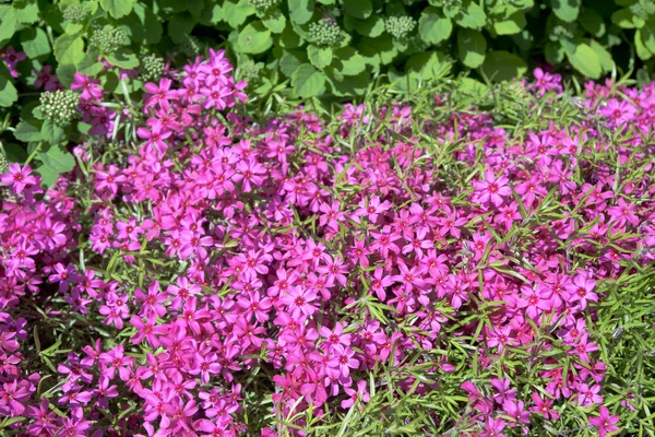 Flowerbed met roze phlox bloemen — Stockfoto