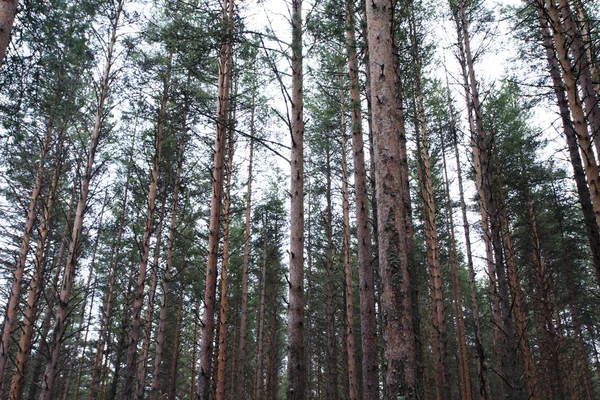 Bosque de pinos en primavera — Foto de Stock