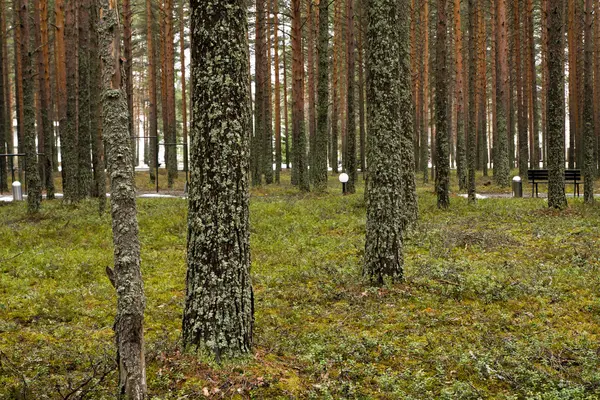 Çam ormanı, bahar — Stok fotoğraf