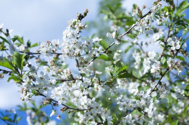 Mavi gökyüzü arka plan üzerinde elma çiçeği