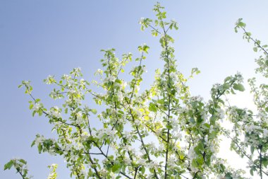 Mavi gökyüzü arka plan üzerinde elma çiçeği