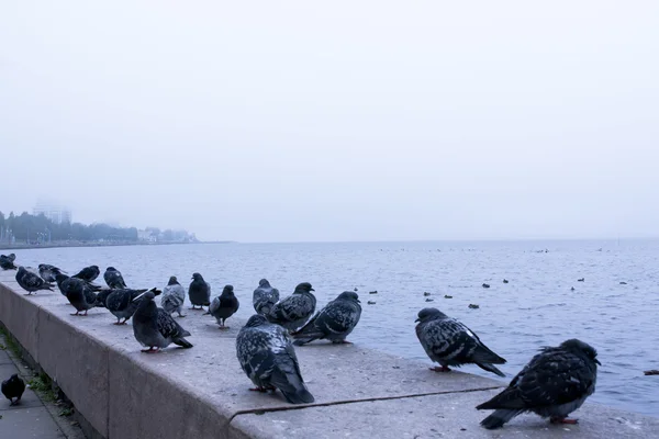 Banvallen av sjön Onega i Petrozavodsk city — Stockfoto