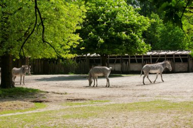 Mechelen, Belçika - 17 Mayıs 2016: Zebra Planckendael Hayvanat Bahçesi.