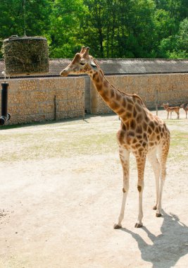 Mechelen, Belçika - 17 Mayıs 2016: Giraff Planckendael Hayvanat Bahçesi.