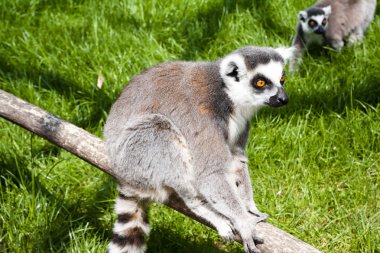 Mechelen, Belçika - 17 Mayıs 2016: Lemur Planckendael Hayvanat Bahçesi.