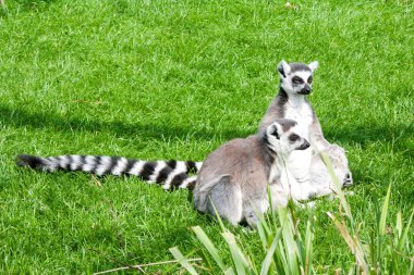 Mechelen, Belçika - 17 Mayıs 2016: Lemurlar Planckendael Hayvanat Bahçesi.