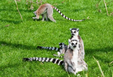 Mechelen, Belçika - 17 Mayıs 2016: Lemurlar Planckendael Hayvanat Bahçesi.