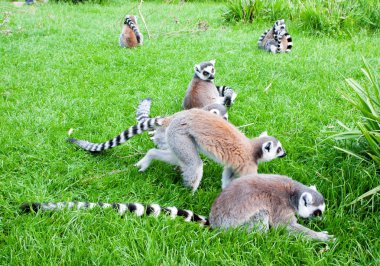 Mechelen, Belçika - 17 Mayıs 2016: Lemurlar Planckendael Hayvanat Bahçesi.