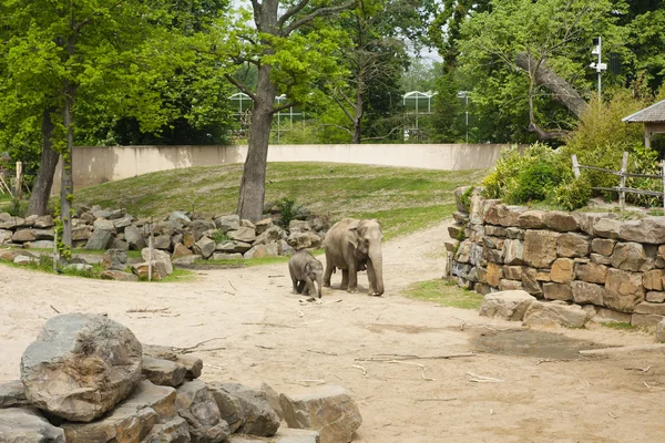 Mechelen, belgien - 17. mai 2016: elefanten im zoo planckendael. — Stockfoto