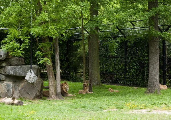 Mechelen, belgien - 17. mai 2016: löwenfamilie im zoo planckendael. — Stockfoto