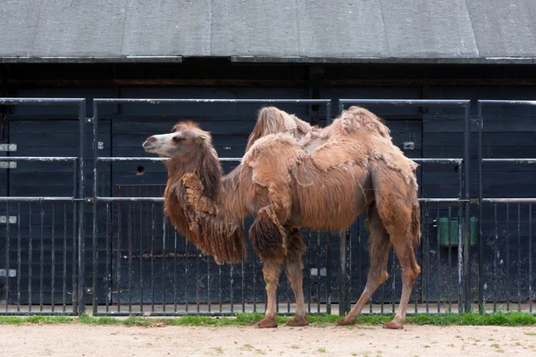 Мехелен, Бельгія - 17 травня 2016: верблюда у зоопарку Planckendael. — стокове фото