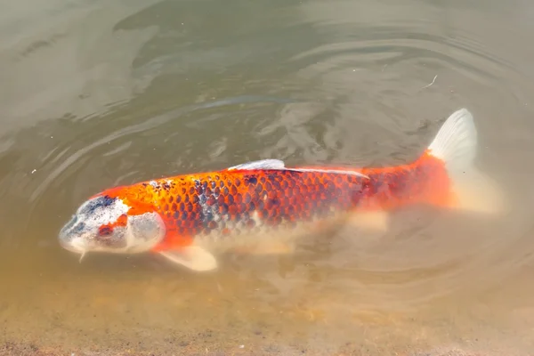 Red carp in water — Stock Photo, Image