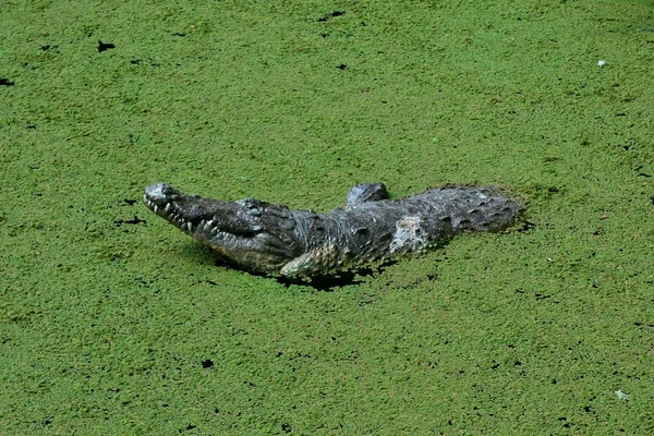 Mechelen, belgien - 17. Mai 2016: Krokodilfigur im Wasser im zoo planckendael. — Stockfoto