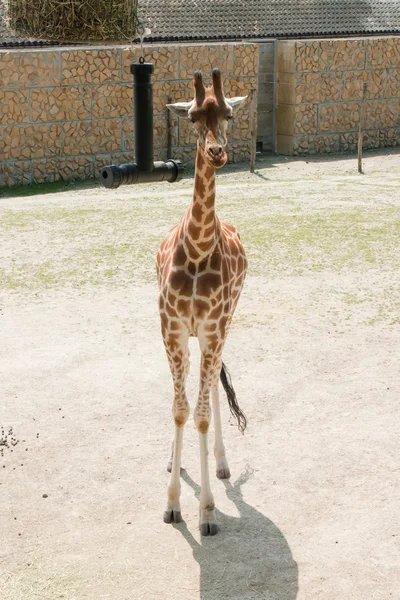 Мехелен, Бельгия - 17 мая 2016 г.: Жираф в зоопарке Планкендаэль . — стоковое фото