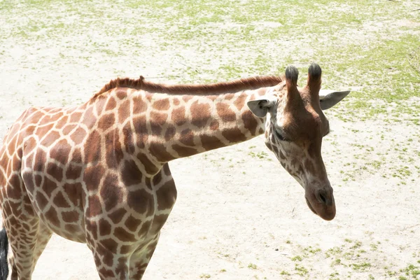 Мехелен, Бельгія - 17 травня 2016: Giraff в Planckendael зоопарк. — стокове фото