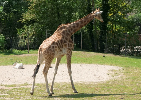 Mechelen, Βέλγιο - 17 Μαΐου 2016: Giraff στο ζωολογικό κήπο Planckendael. — Φωτογραφία Αρχείου