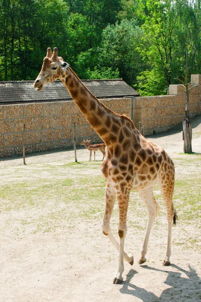 Mechelen, Belgio - 17 maggio 2016: Giraff allo zoo di Planckendael . — Foto Stock