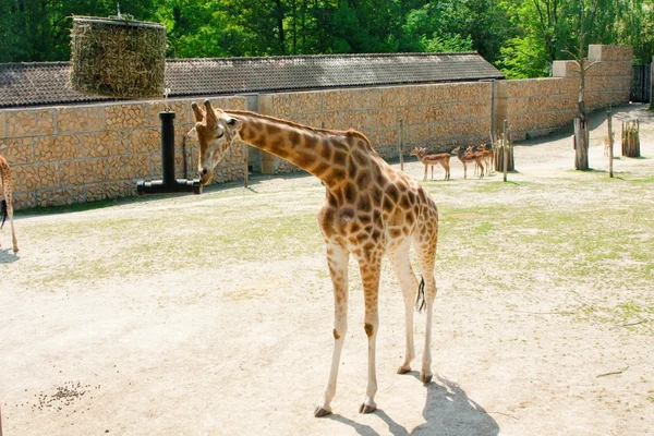 Мехелен, Бельгія - 17 травня 2016: Giraff в Planckendael зоопарк. — стокове фото