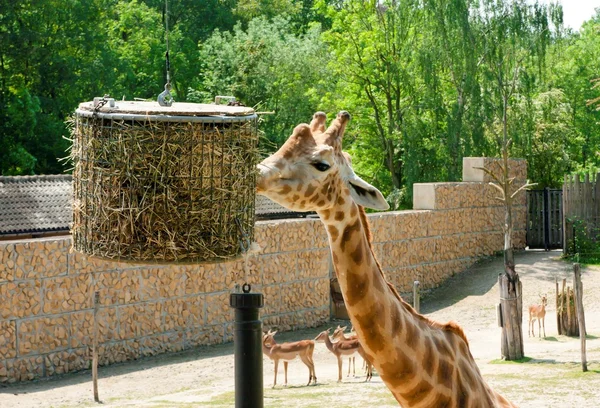 Мехелен, Бельгия - 17 мая 2016 г.: Жираф в зоопарке Планкендаэль . — стоковое фото