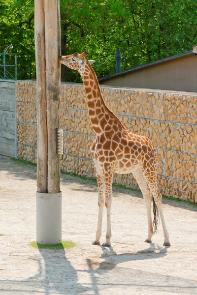 Mechelen, Belçika - 17 Mayıs 2016: Giraff Planckendael Hayvanat Bahçesi.