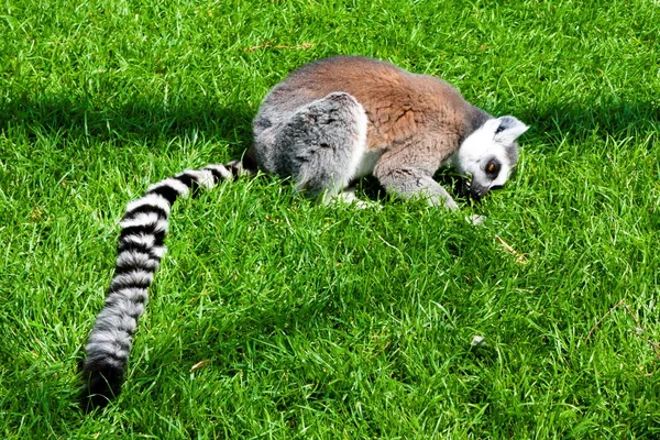 Mechelen, Bélgica - 17 de maio de 2016: Lemur no zoológico de Planckendael . — Fotografia de Stock