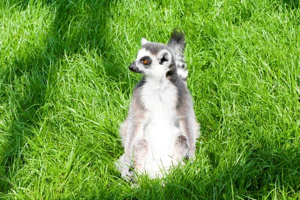 Mechelen, Belgien - 17 maj 2016: Lemur i Planckendael zoo. — Stockfoto