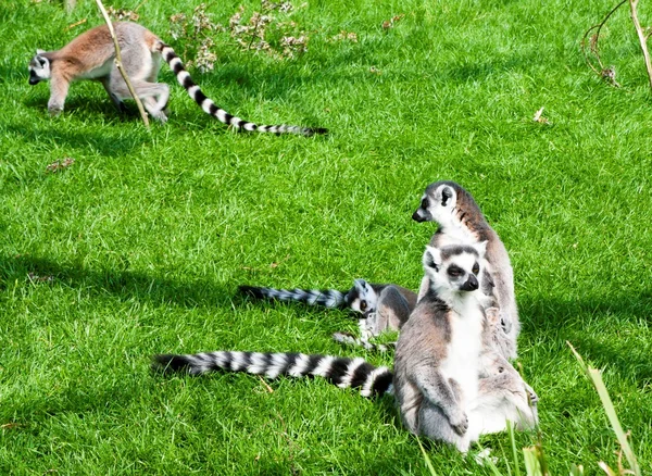 Mechelen, Bélgica - 17 de maio de 2016: Lemurs no zoológico de Planckendael . — Fotografia de Stock