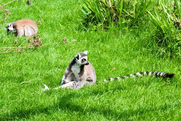 梅赫伦，比利时-2016 年 5 月 17 日︰ 在当地动物园狐猴. — 图库照片