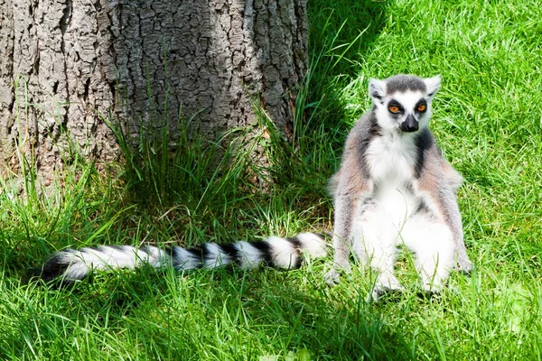 Mechelen, Belgium - 17 May 2016: Lemur in Planckendael zoo. — Stock Photo, Image