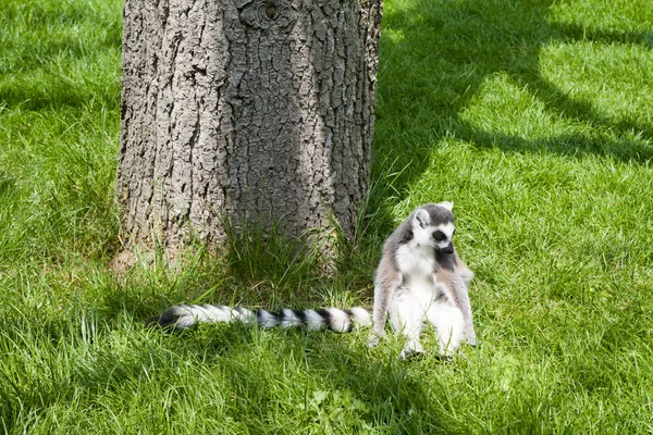 Mechelen, Bélgica - 17 de maio de 2016: Lemur no zoológico de Planckendael . — Fotografia de Stock