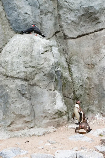 Mechelen, Bélgica - 17 de maio de 2016: Pinguins no zoológico de Planckendael . — Fotografia de Stock