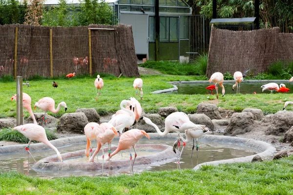 Malines, Belgique - 17 mai 2016 : Flamants roses dans le zoo de Planckendael . — Photo