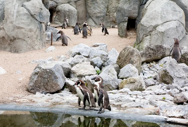 Mechelen, Belçika - 17 Mayıs 2016: penguenler Planckendael Hayvanat Bahçesi. — Stok fotoğraf