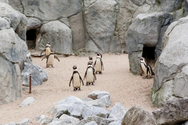 Mechelen, belgien - 17. Mai 2016: pinguine im zoo planckendael. — Stockfoto
