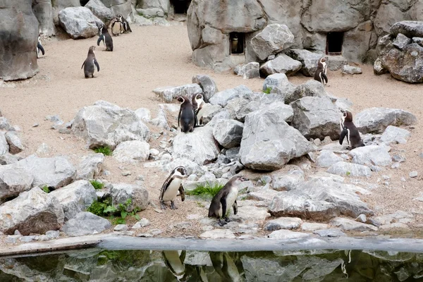 Mechelen, Belçika - 17 Mayıs 2016: penguenler Planckendael Hayvanat Bahçesi. — Stok fotoğraf