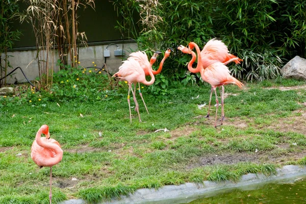 Мехелен, Бельгия - 17 мая 2016 года: Фламинго в зоопарке Планкендаэль . — стоковое фото